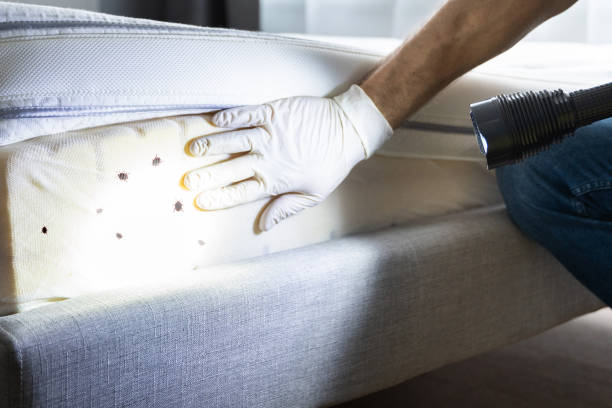 Best Pest Removal Services  in Mammoth Spring, AR